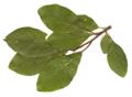 common plums
